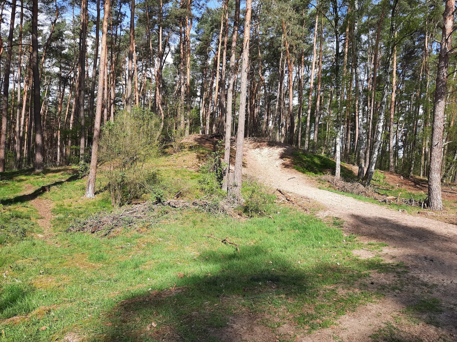 Пешеходный маршрут Альтенцелле C1, лес