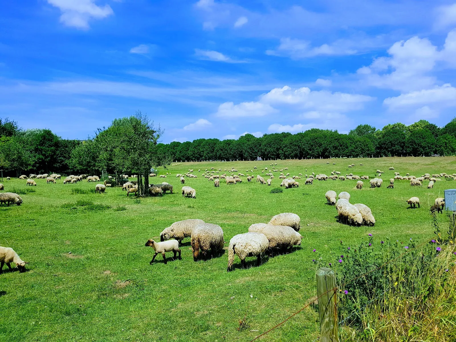 Пляж Аузее, озеро, купающиеся люди, водные виды спорта