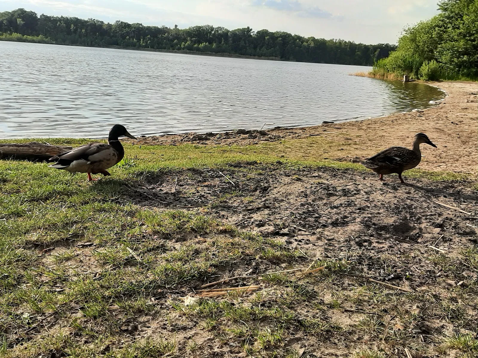 Пляж Гердэнзее с водой и зеленью