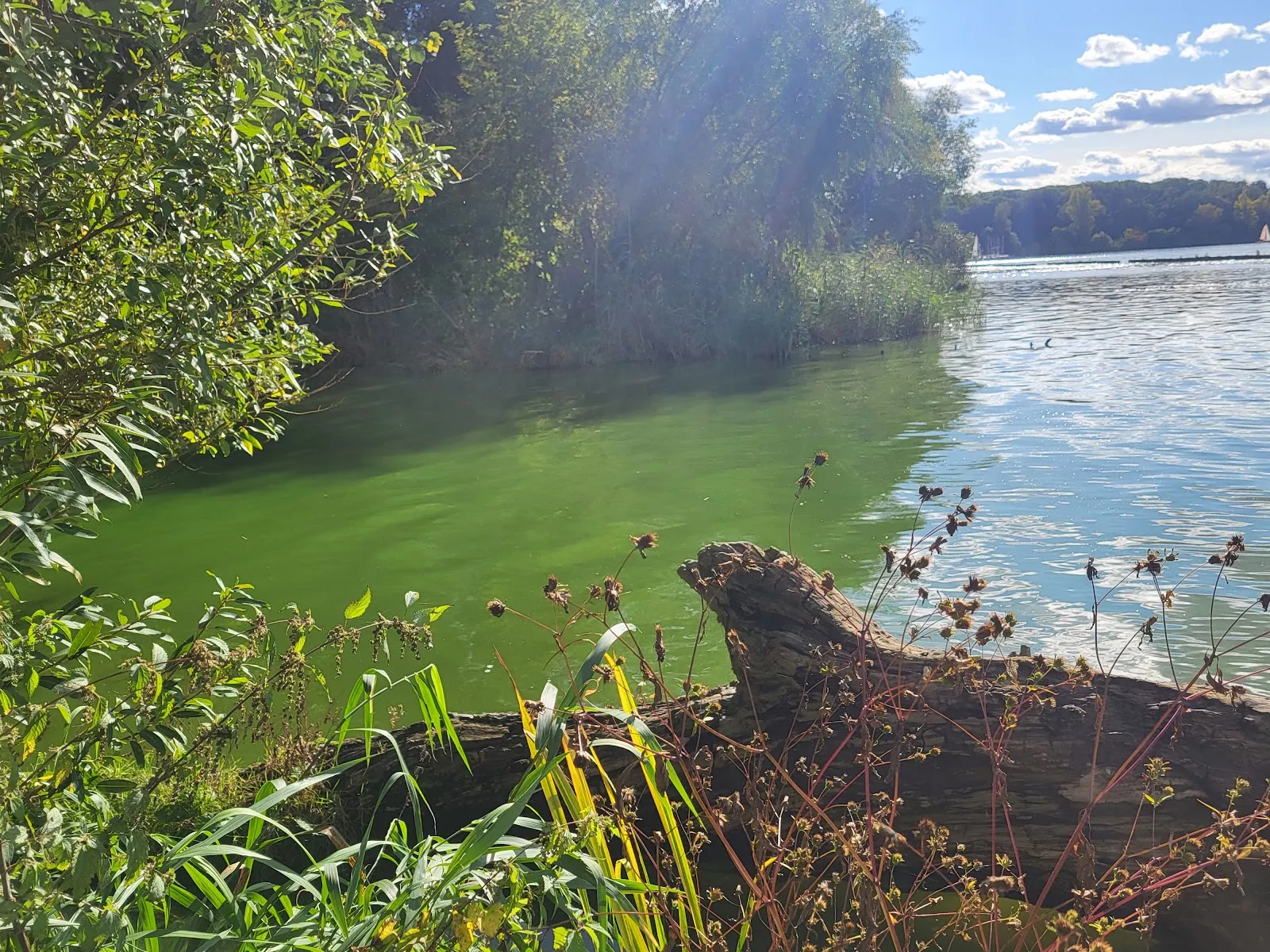 Пляж Гроссе Штайнланке в Берлине с людьми, отдыхающими на берегу у воды.