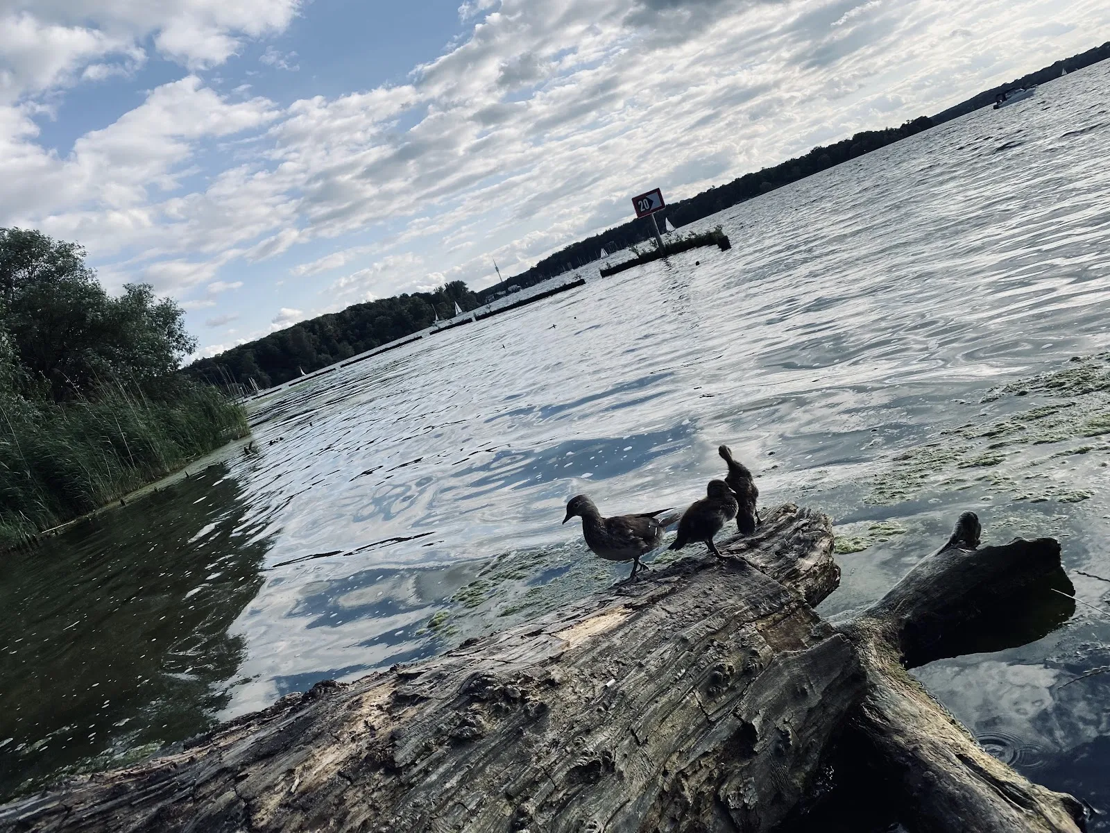 Пляж Гроссе Штайнланке в Берлине с людьми, отдыхающими на берегу у воды.