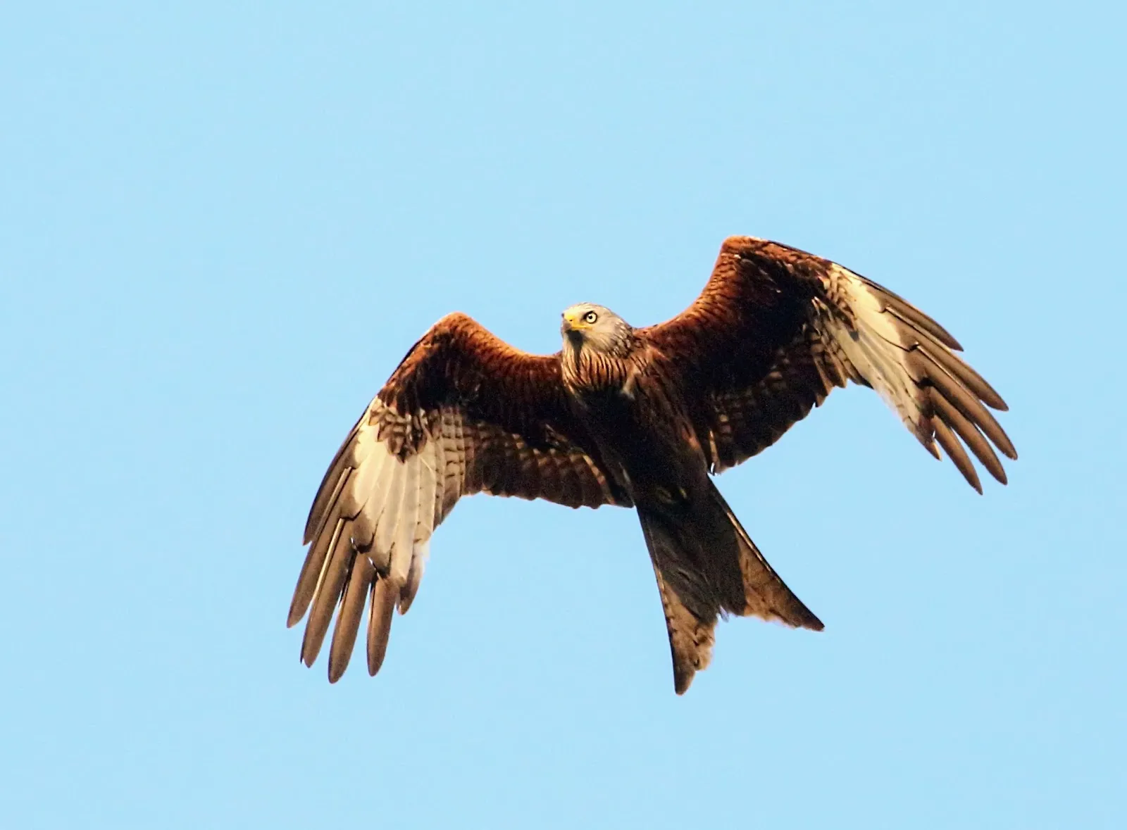 Пляж Трептовзее с чистой водой и зеленью вокруг.