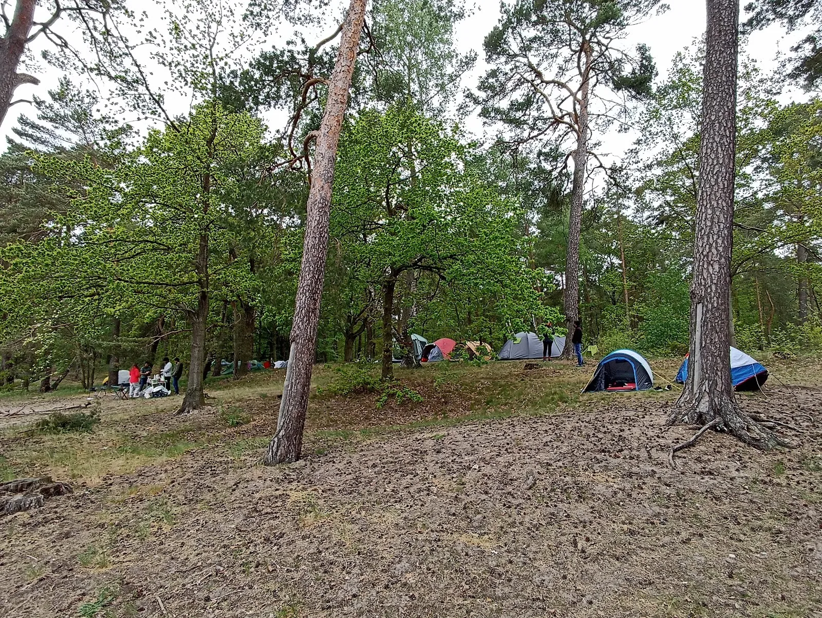 Пляж Трептовзее с чистой водой и зеленью вокруг.
