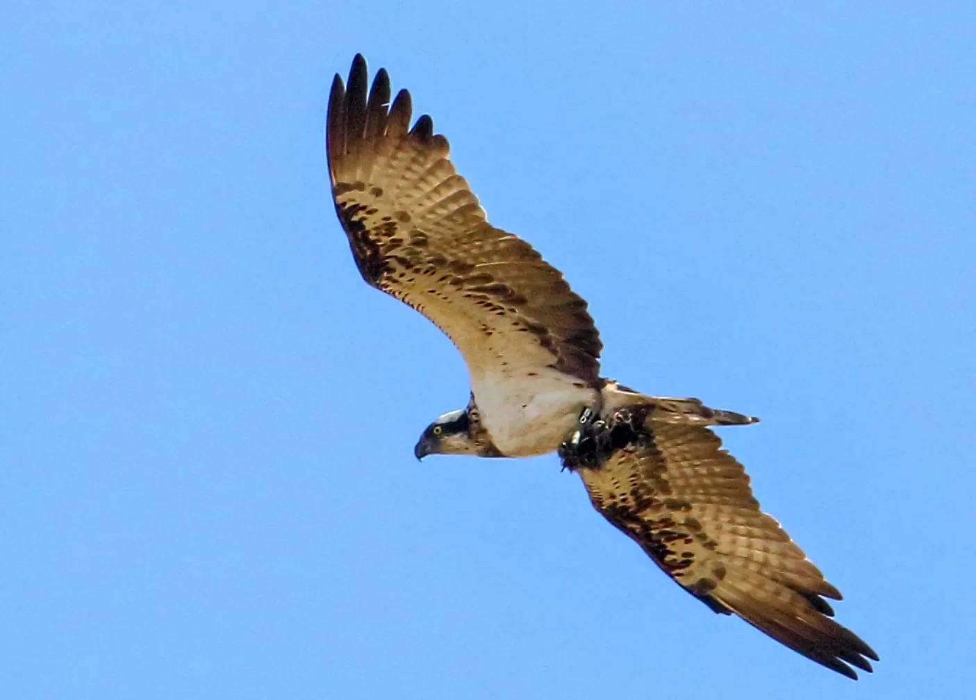 Пляж Трептовзее с чистой водой и зеленью вокруг.