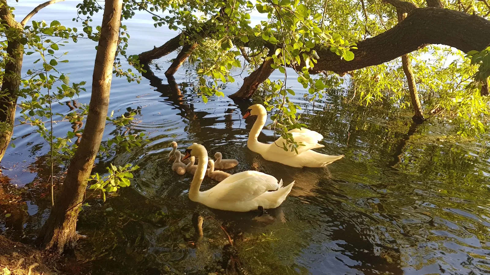 Пляж Вайсензее с людьми, загорающими и купающимися в озере.