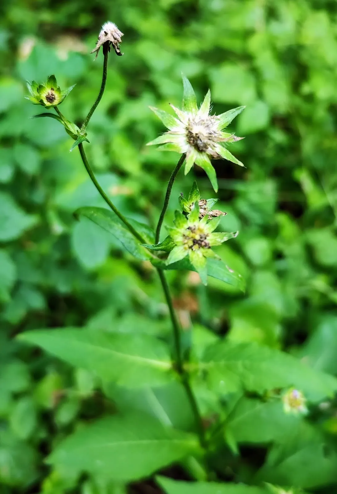 Природный парк Рейн-Вестервальд