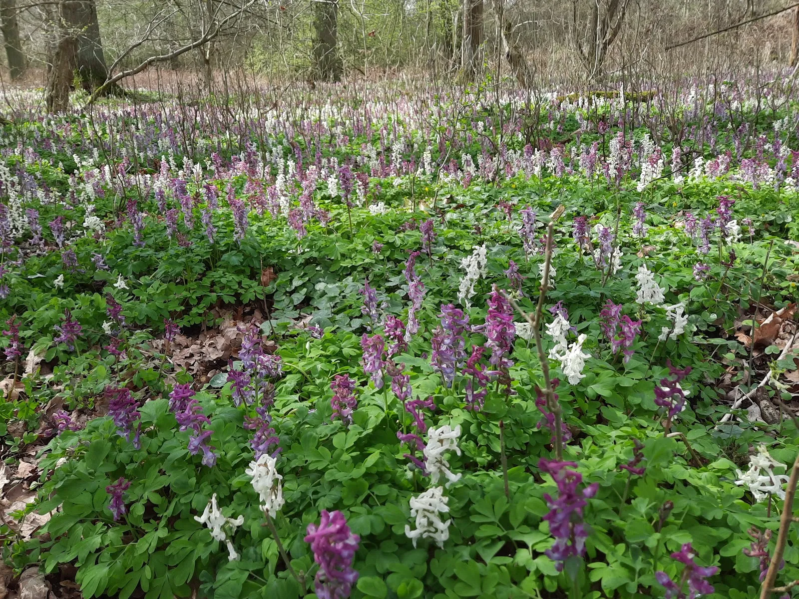 Природный заповедник Альхузер Ахе