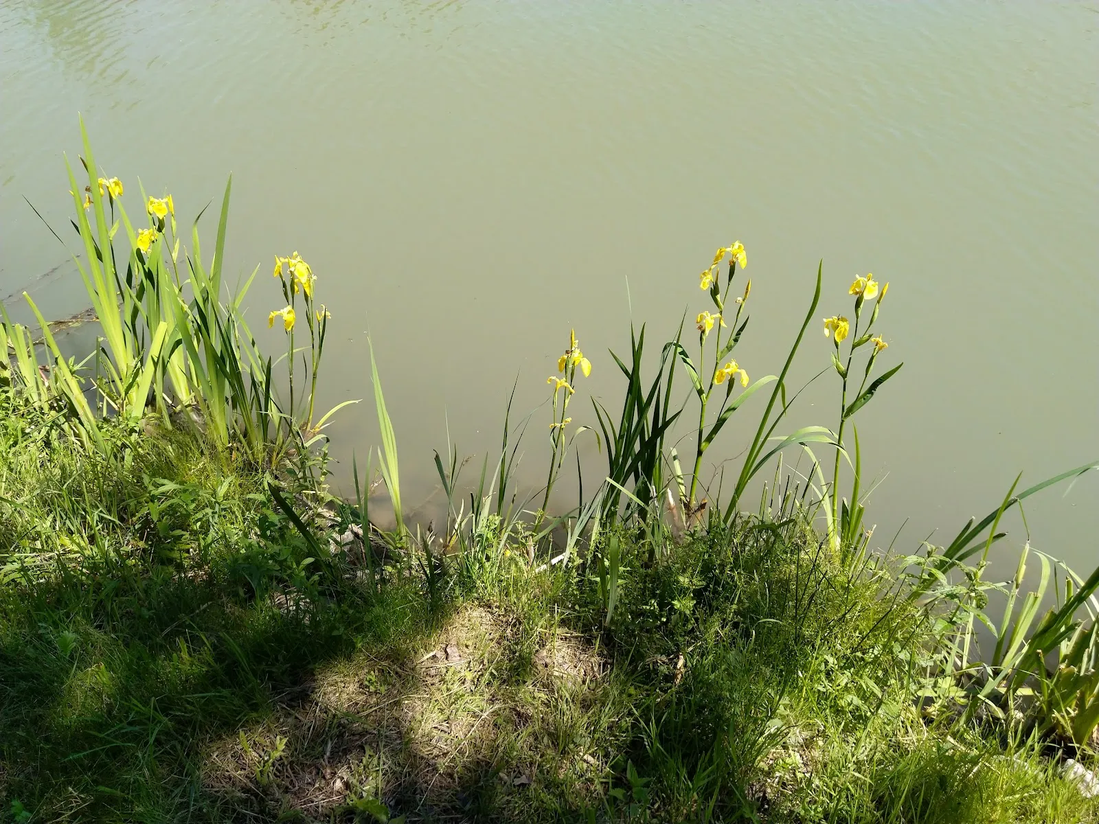 Вид на реку Мур в Германии