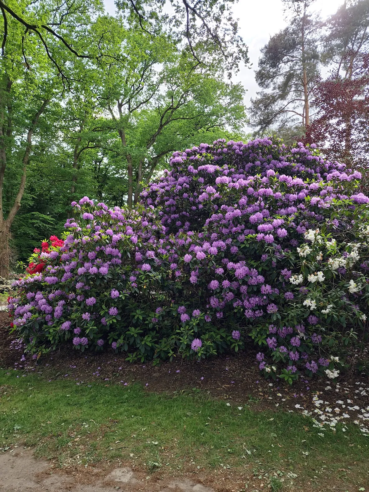 Цветущие кусты рододендронов в Рододендрон-парке Бремена