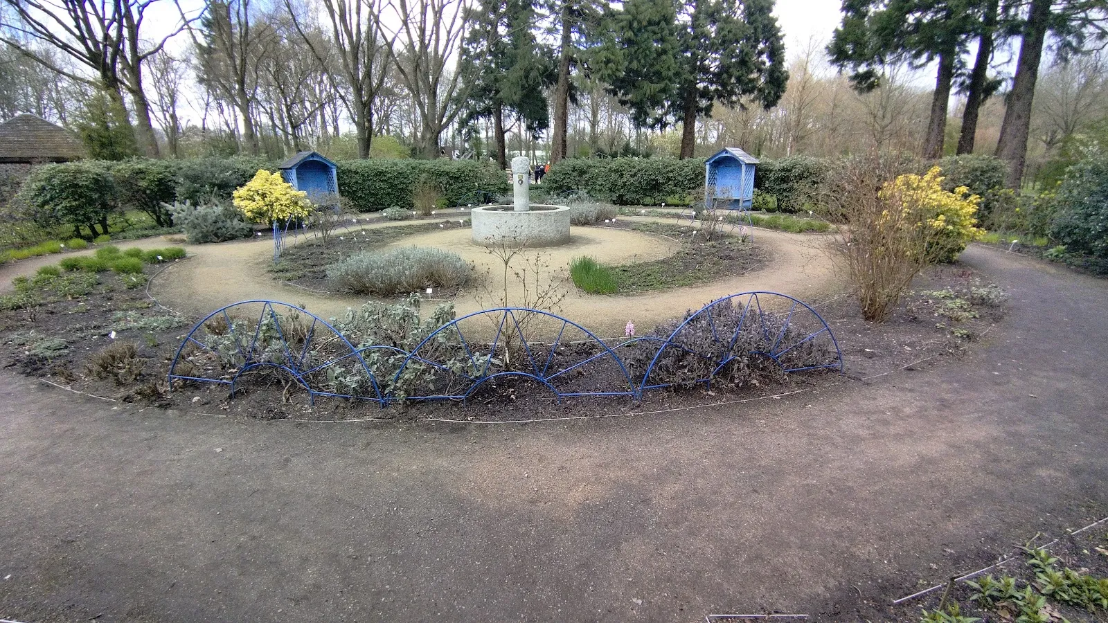 Цветущие кусты рододендронов в Рододендрон-парке Бремена