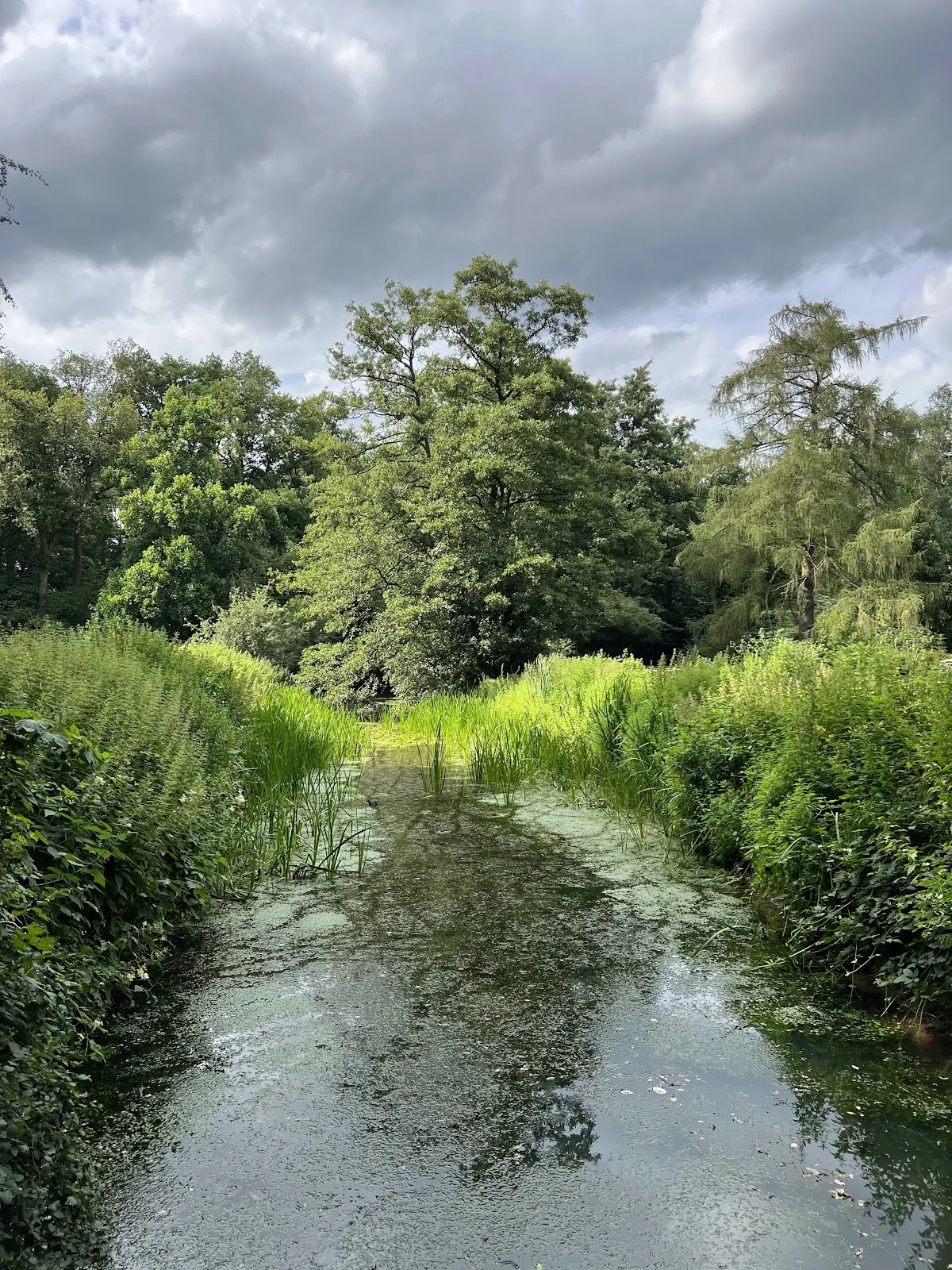 Цветущие кусты рододендронов в Рододендрон-парке Бремена
