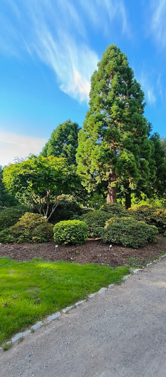 Цветущие кусты рододендронов в Рододендрон-парке Бремена