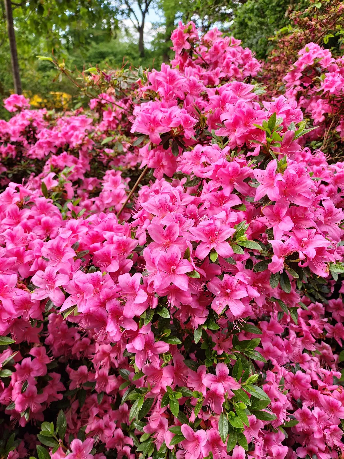 Цветущие кусты рододендронов в Рододендрон-парке Бремена