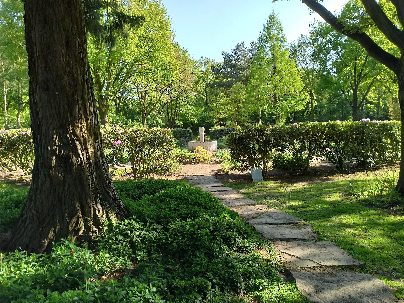 Цветущие кусты рододендронов в Рододендрон-парке Бремена