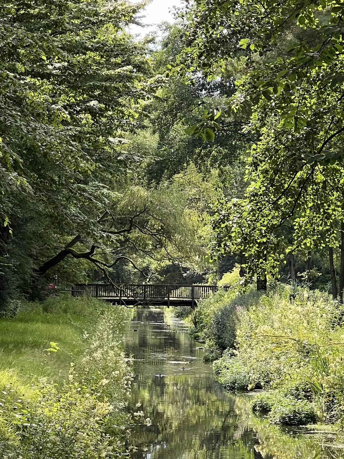 Цветущие кусты рододендронов в Рододендрон-парке Бремена