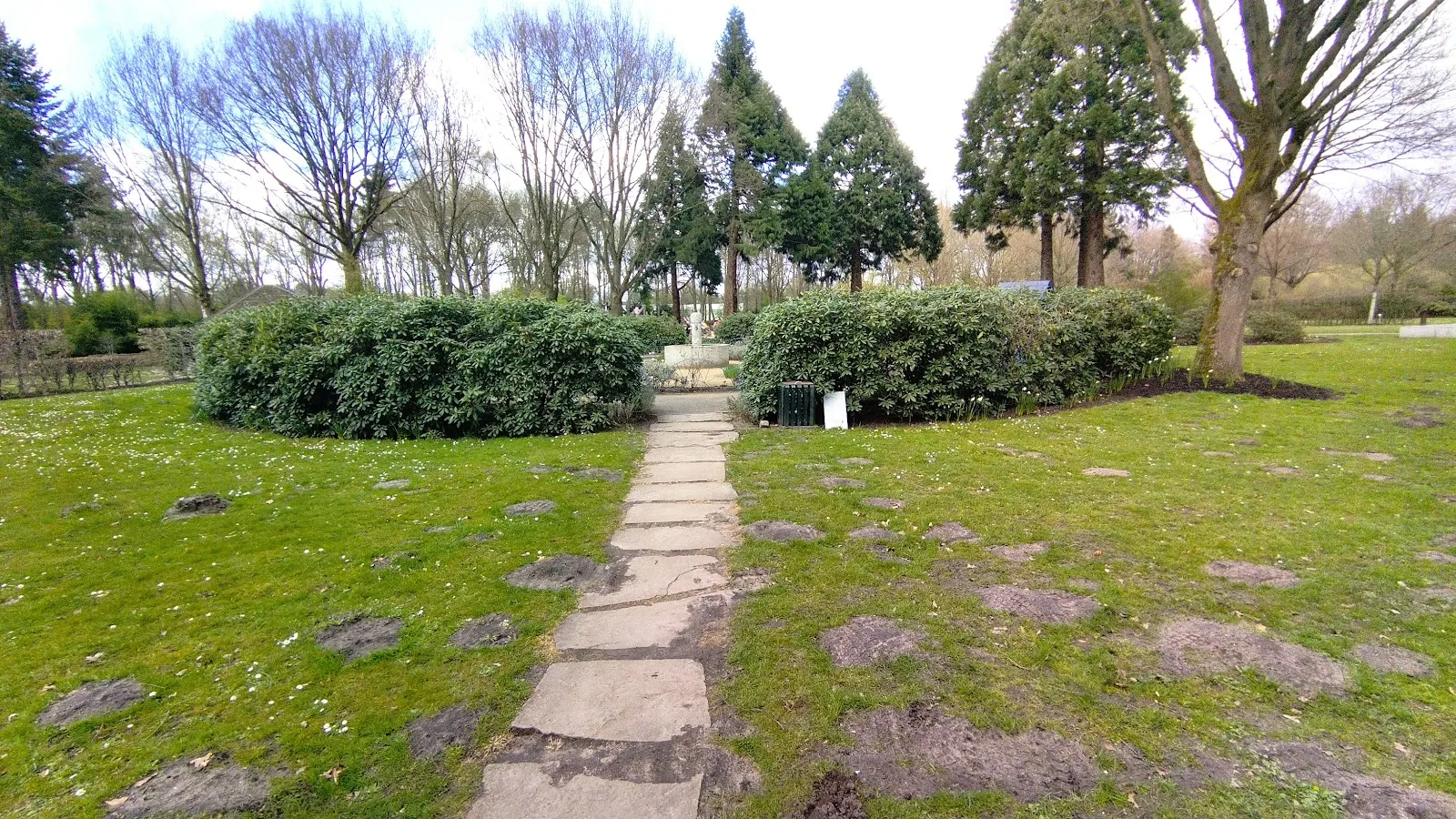 Цветущие кусты рододендронов в Рододендрон-парке Бремена