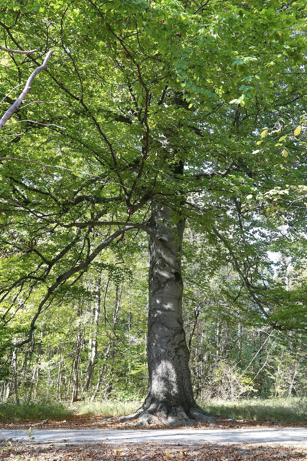 Гидротехнические сооружения Росбюх Флаухерлаген на реке Изар