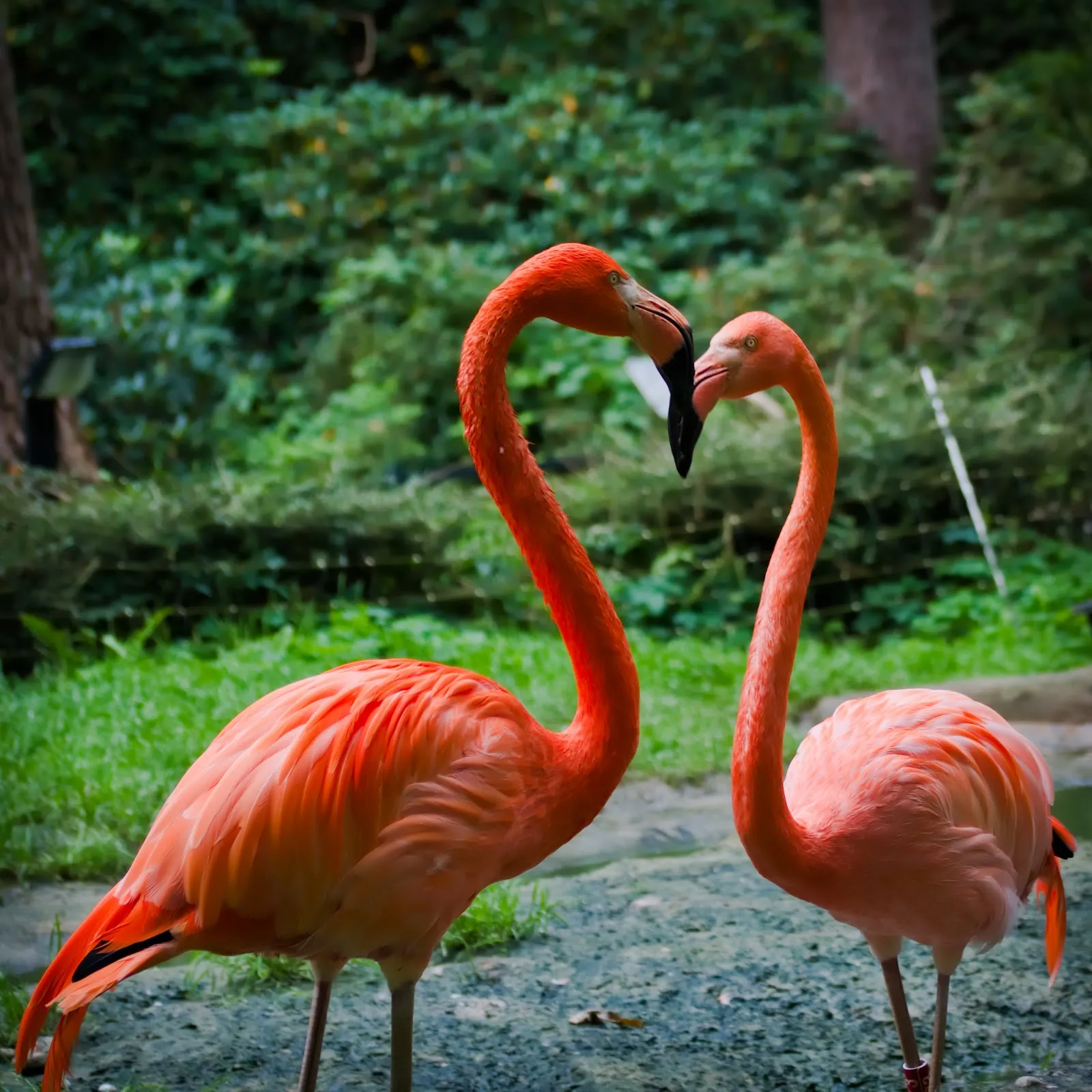 Ростокский зоопарк – дом для множества животных.