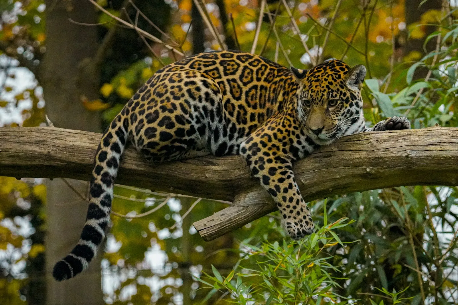Ростокский зоопарк – дом для множества животных.
