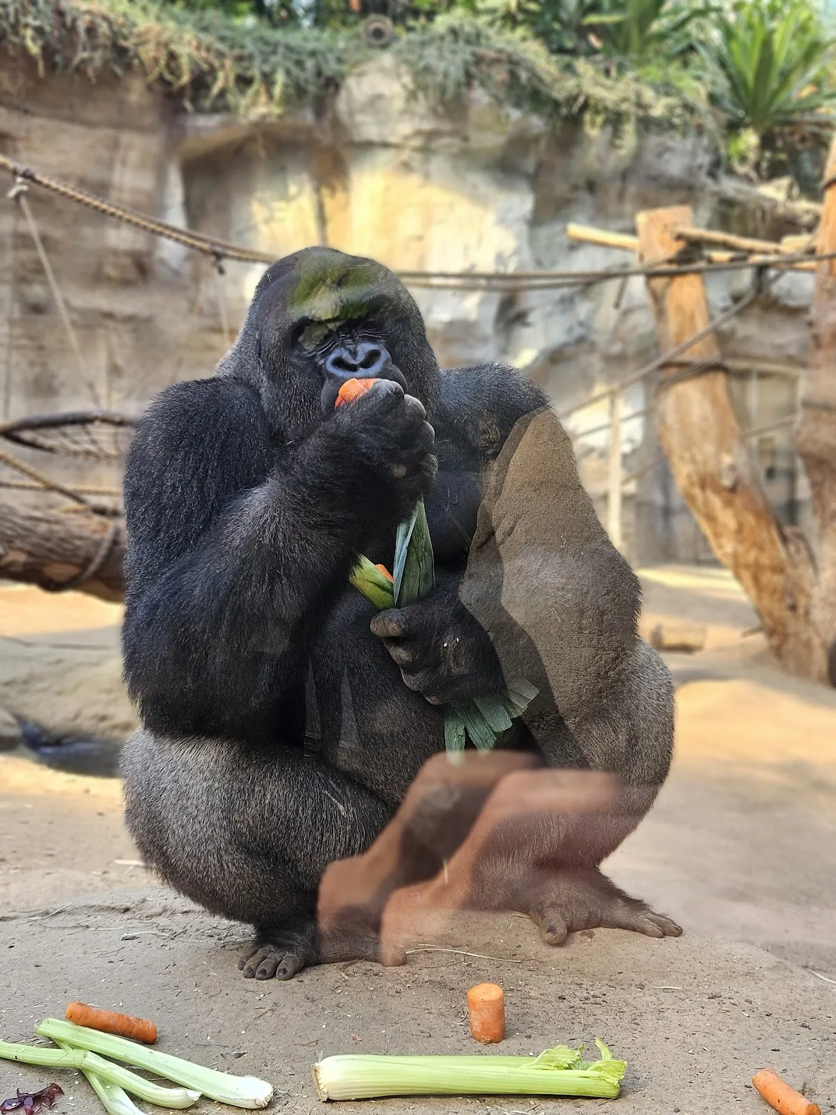 Ростокский зоопарк – дом для множества животных.