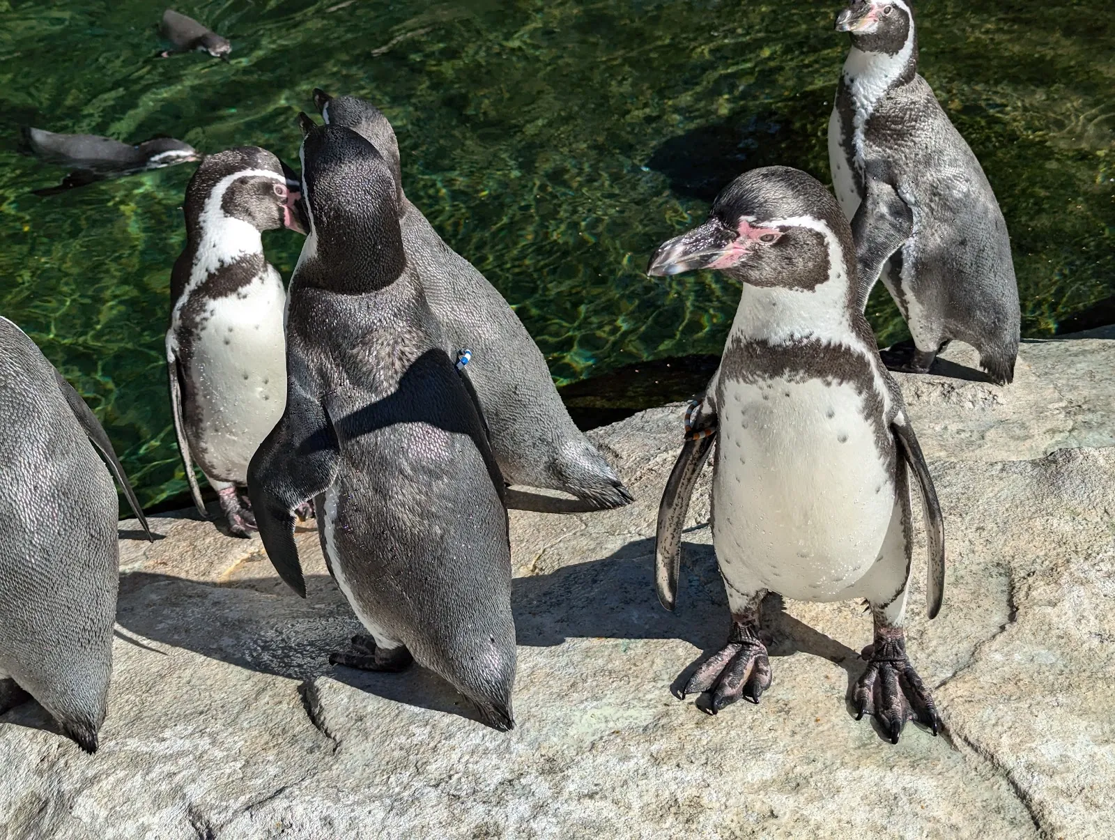 Ростокский зоопарк – дом для множества животных.