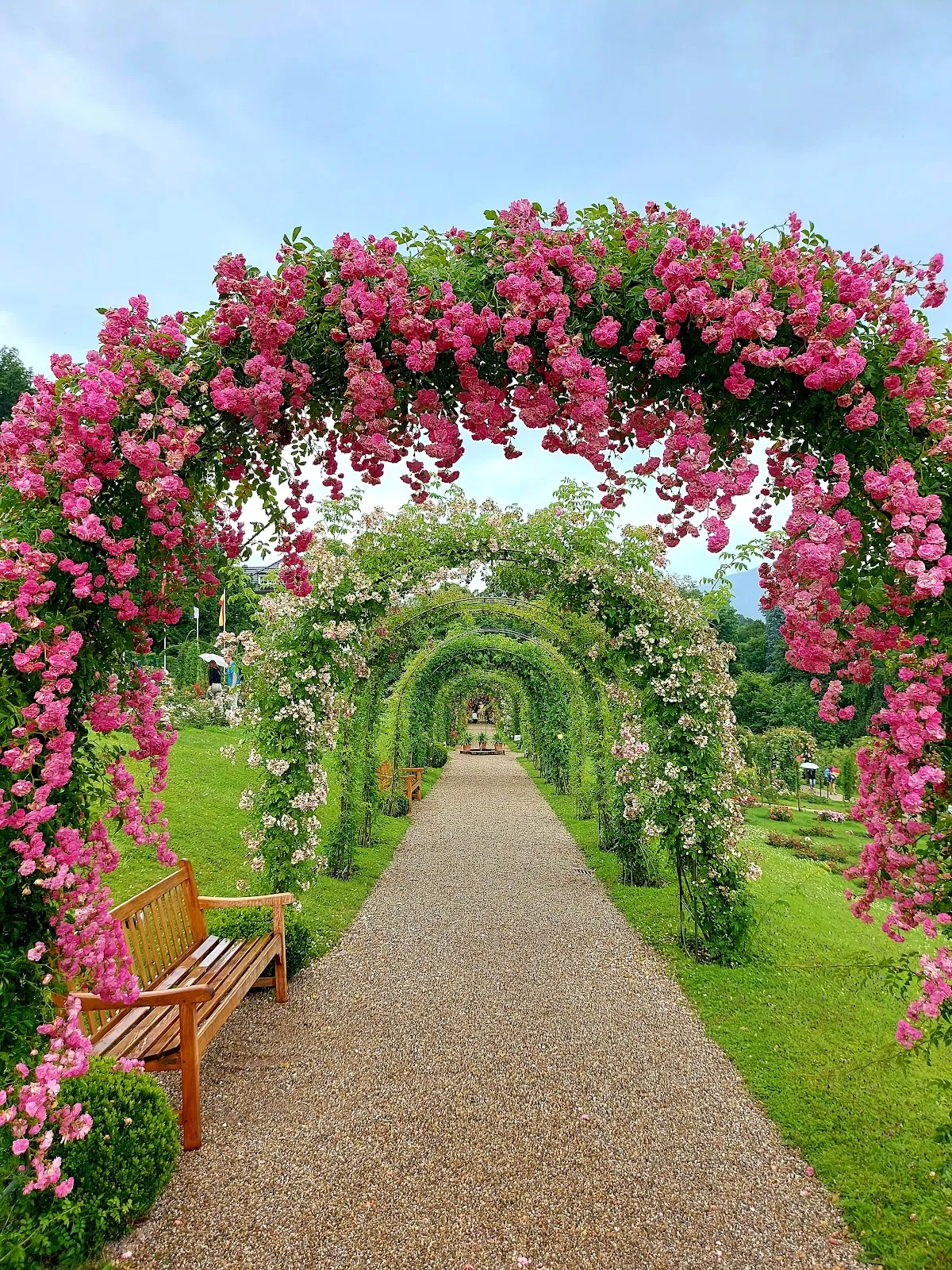 Живописные розы в Розеннойхайтенгартен ауф дем Бойтиг