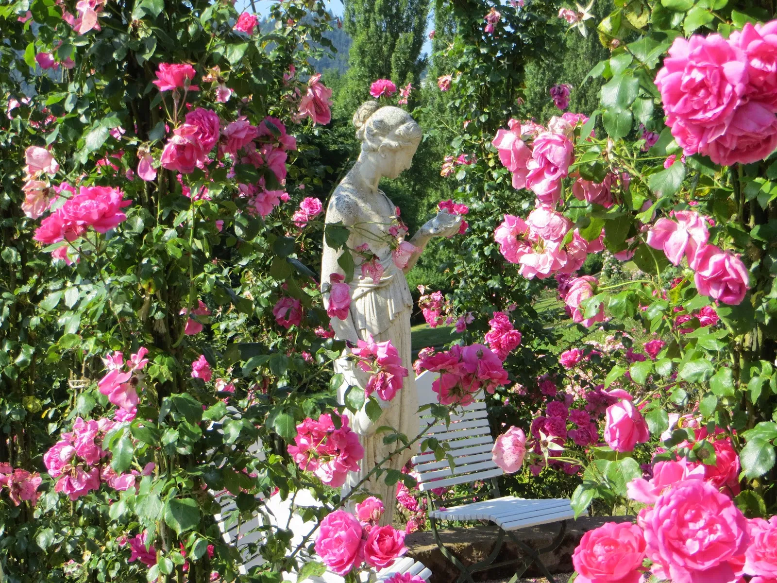 Живописные розы в Розеннойхайтенгартен ауф дем Бойтиг