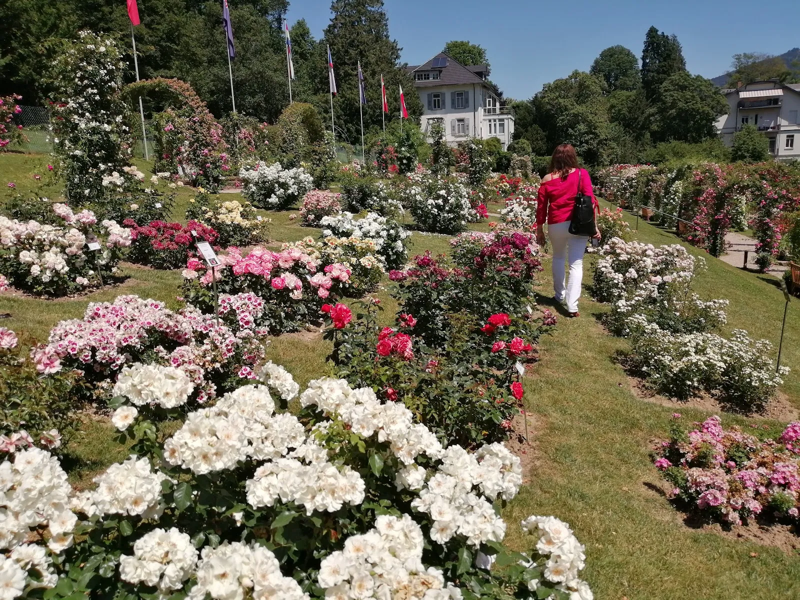 Живописные розы в Розеннойхайтенгартен ауф дем Бойтиг