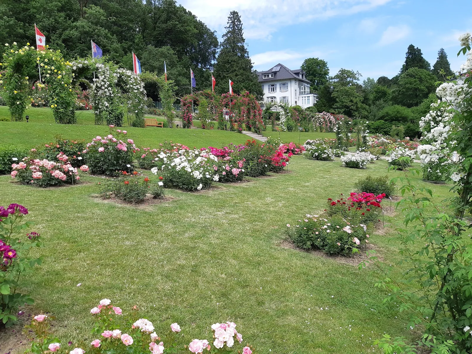 Живописные розы в Розеннойхайтенгартен ауф дем Бойтиг