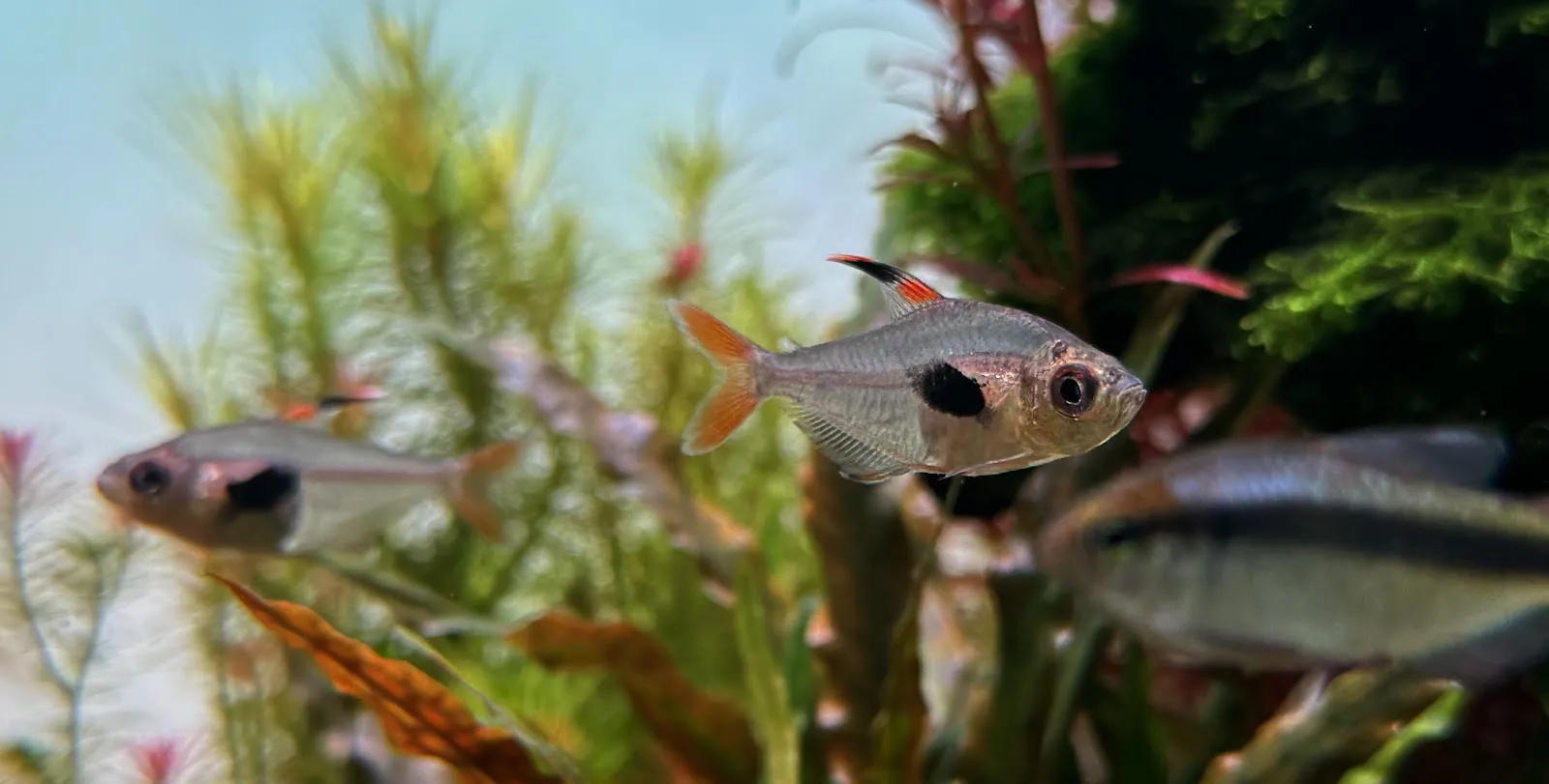 Рыбный погреб Пауля