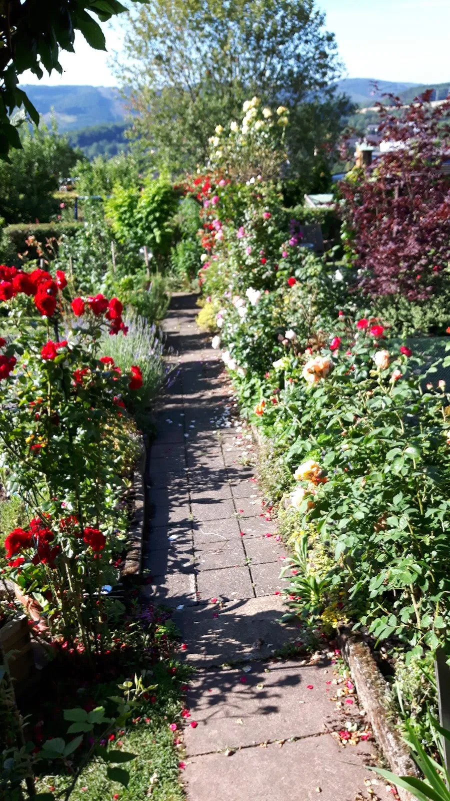 Садоводческое общество Летмате им. Пиперс Копф