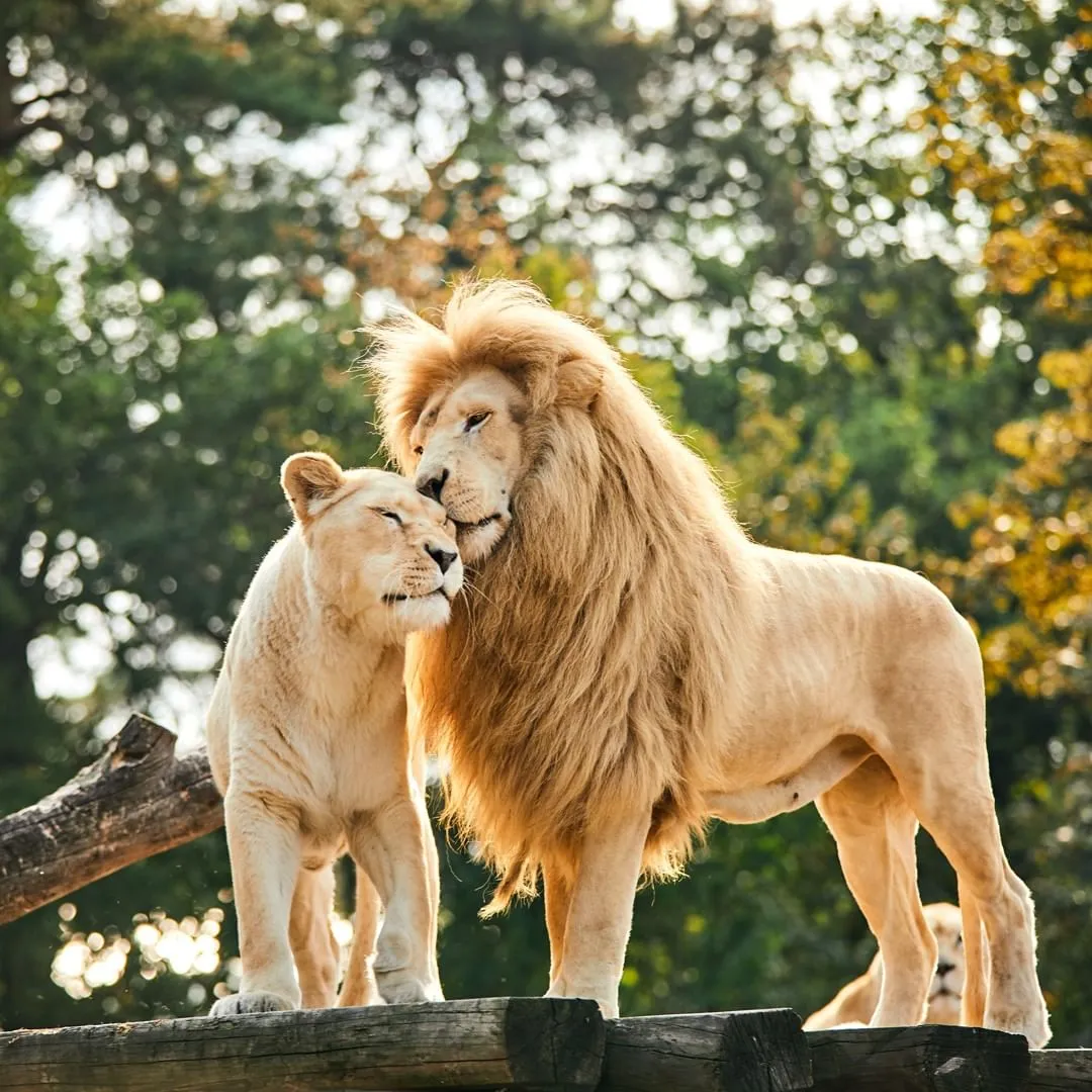 Сафарипарк Штукенброк