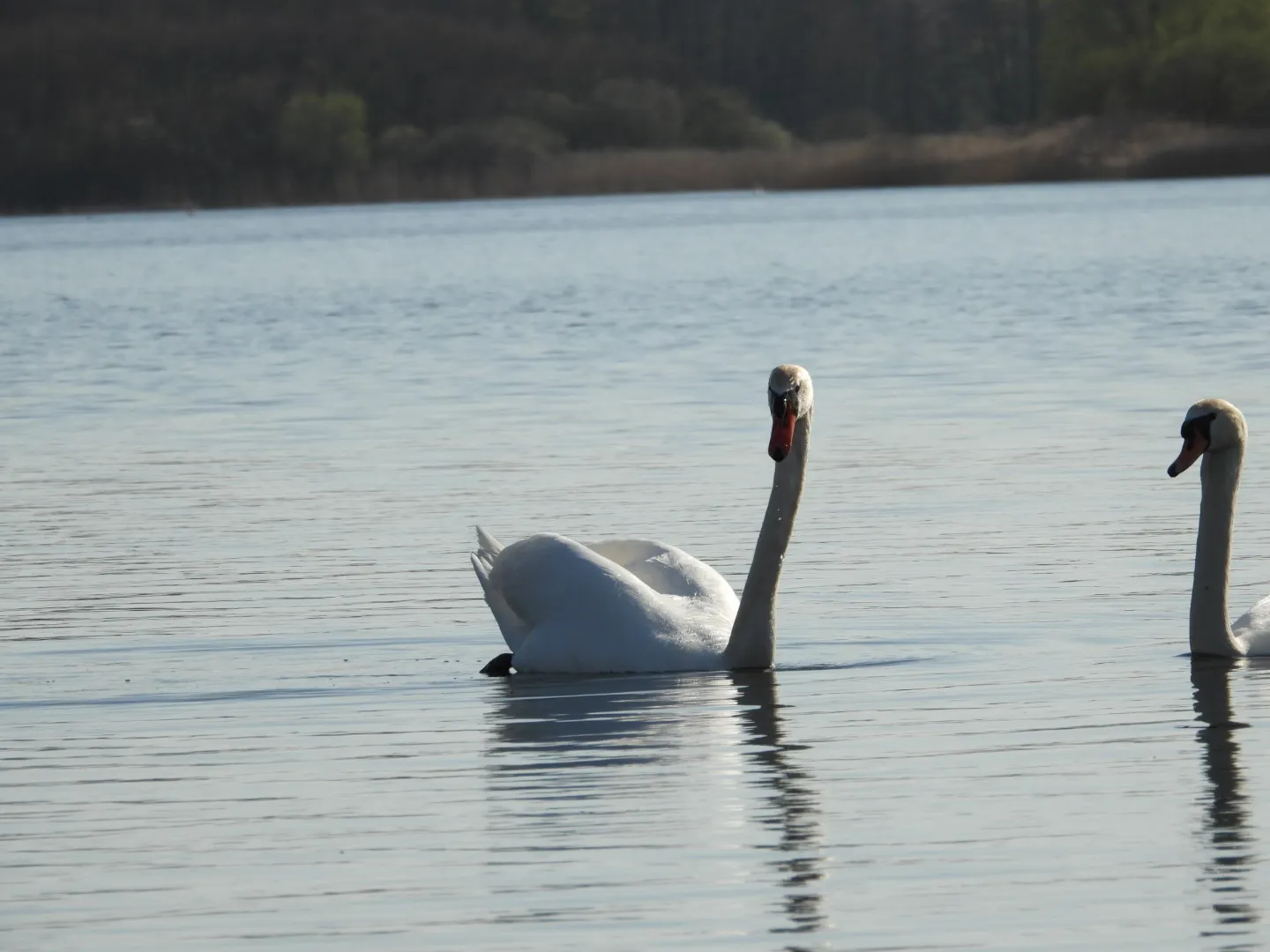 Озеро Шаальзее с зелеными холмами на берегу
