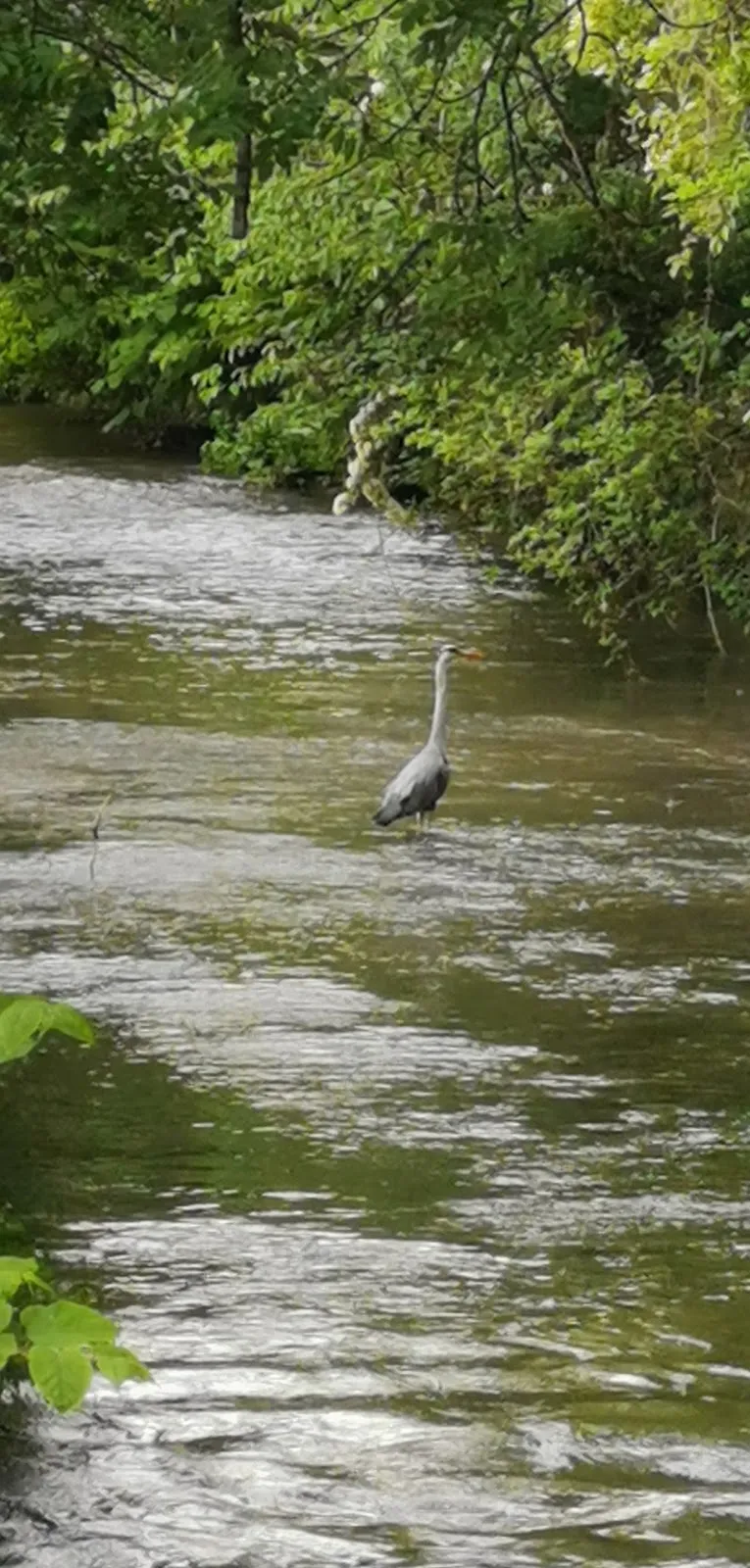 Ручей Шпайербах, Германия