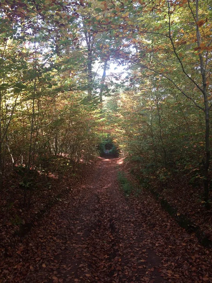 Шпессартбоген