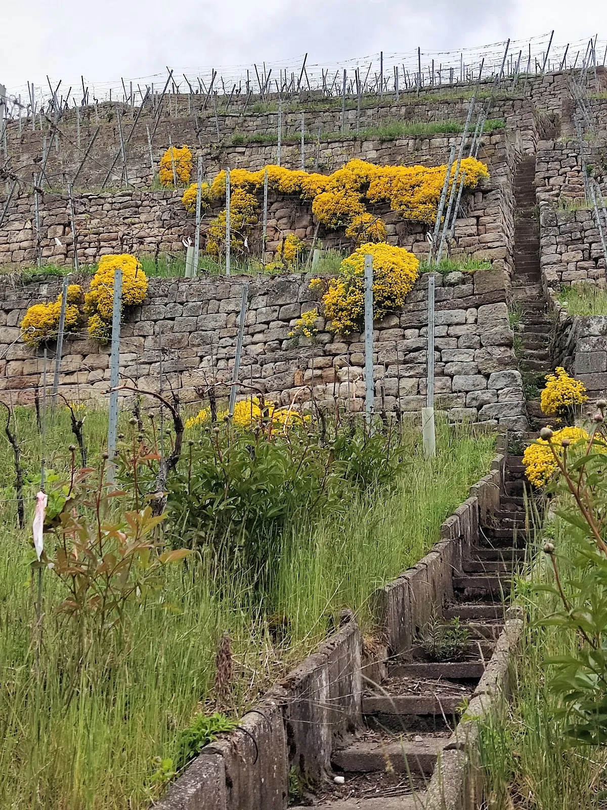 Панорамный вид с смотровой площадки Штаффельштайгер-Плэтцле