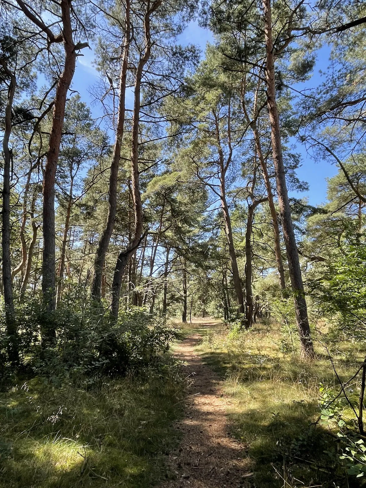 Природный заповедник Штеллер Хайде с вересковыми пустошами