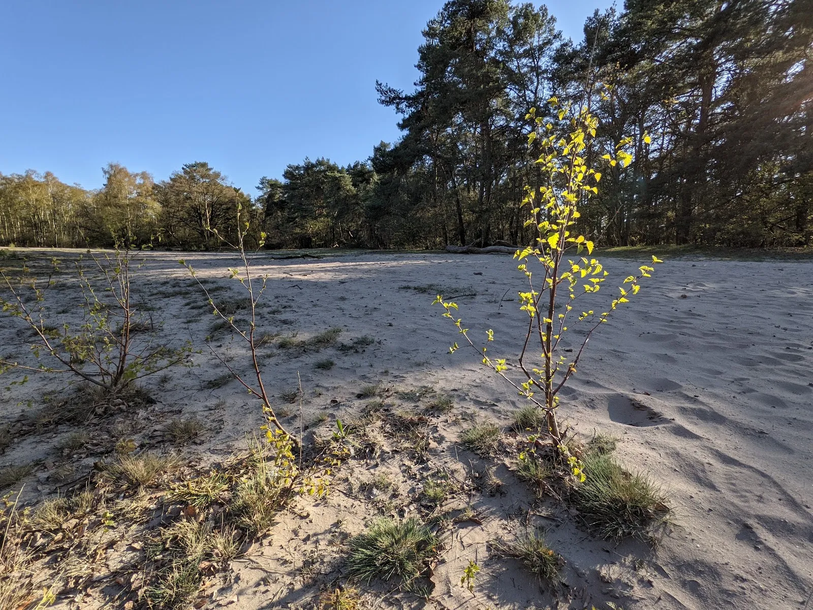 Природный заповедник Штеллер Хайде с вересковыми пустошами