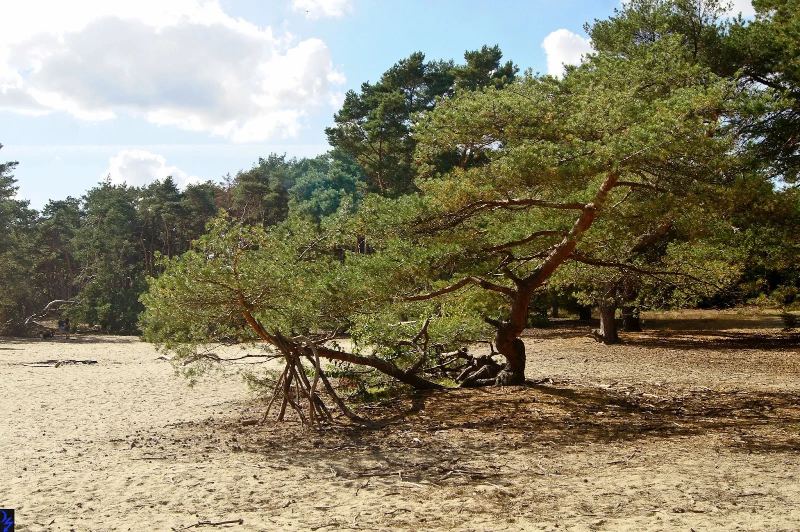 Природный заповедник Штеллер Хайде с вересковыми пустошами