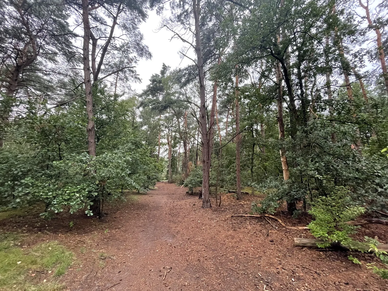 Природный заповедник Штеллер Хайде с вересковыми пустошами