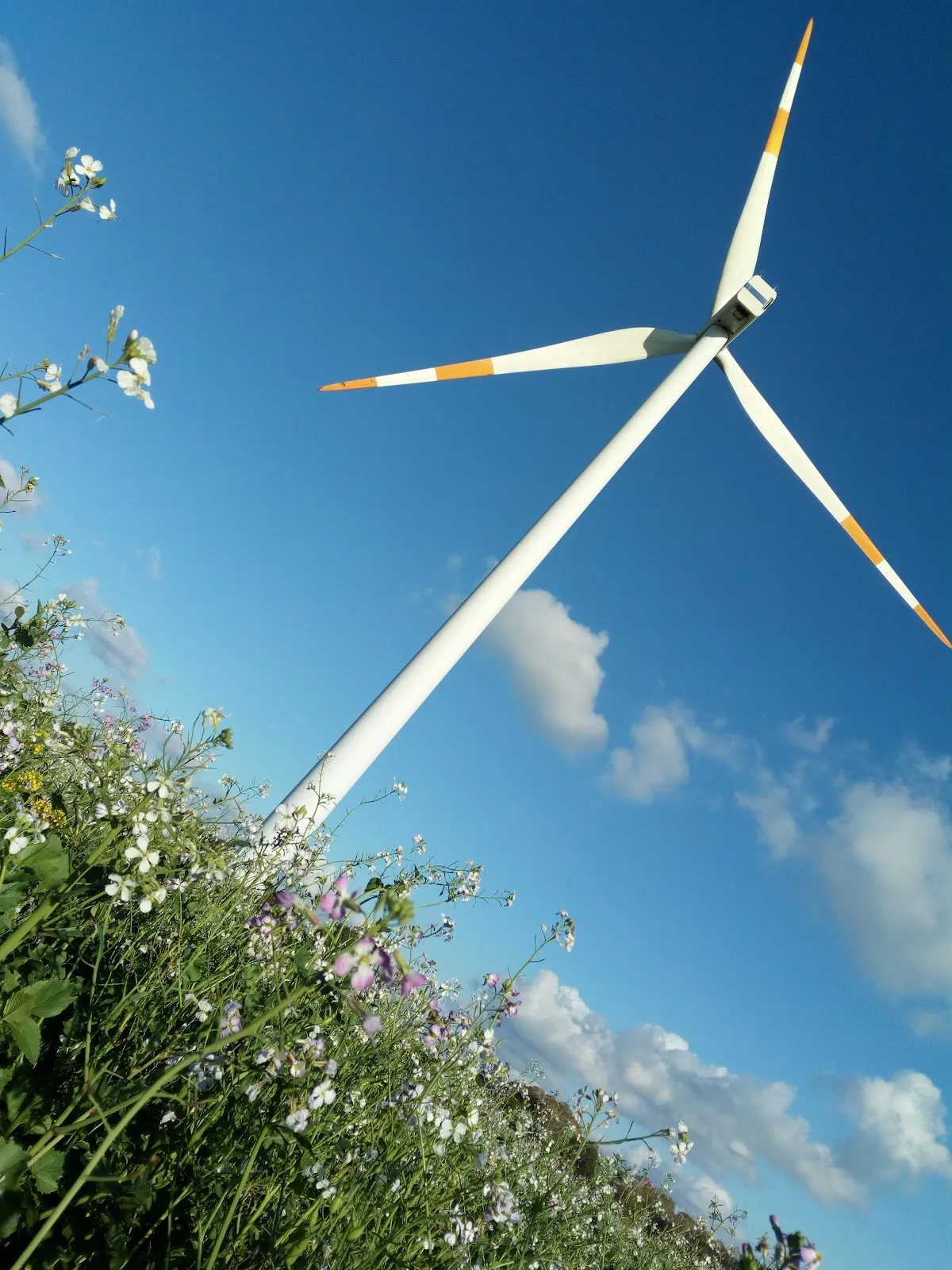 Природный заповедник Штеллер Хайде с вересковыми пустошами