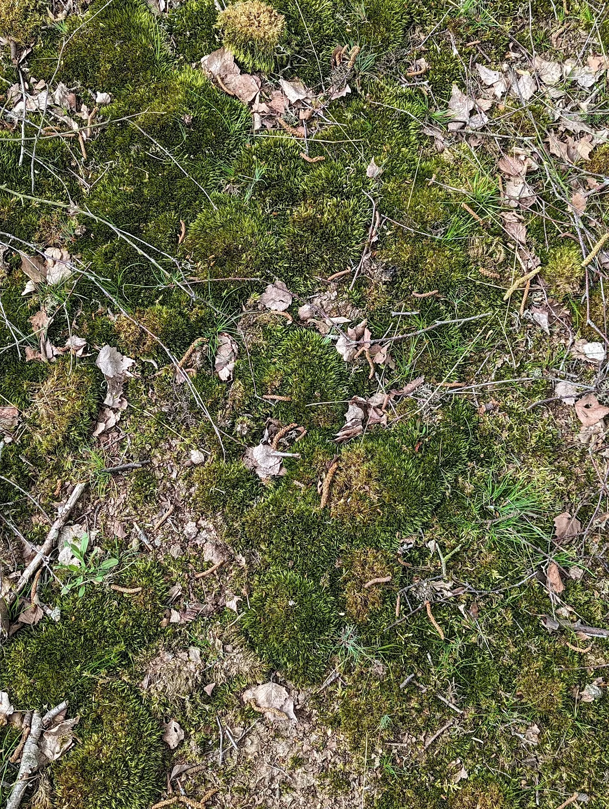 Природный заповедник Штеллер Хайде с вересковыми пустошами