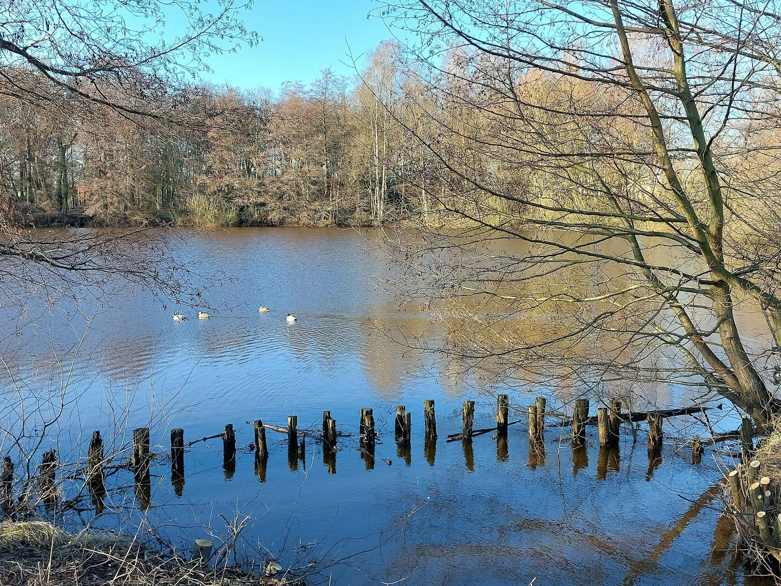 Природный заповедник Штеллер Хайде с вересковыми пустошами
