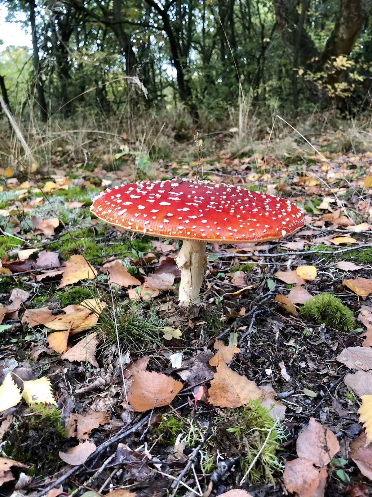 Природный заповедник Штеллер Хайде с вересковыми пустошами