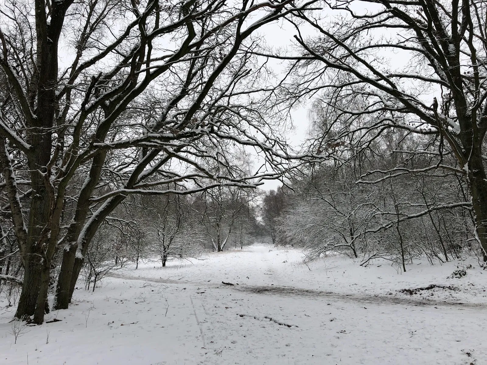 Природный заповедник Штеллер Хайде с вересковыми пустошами