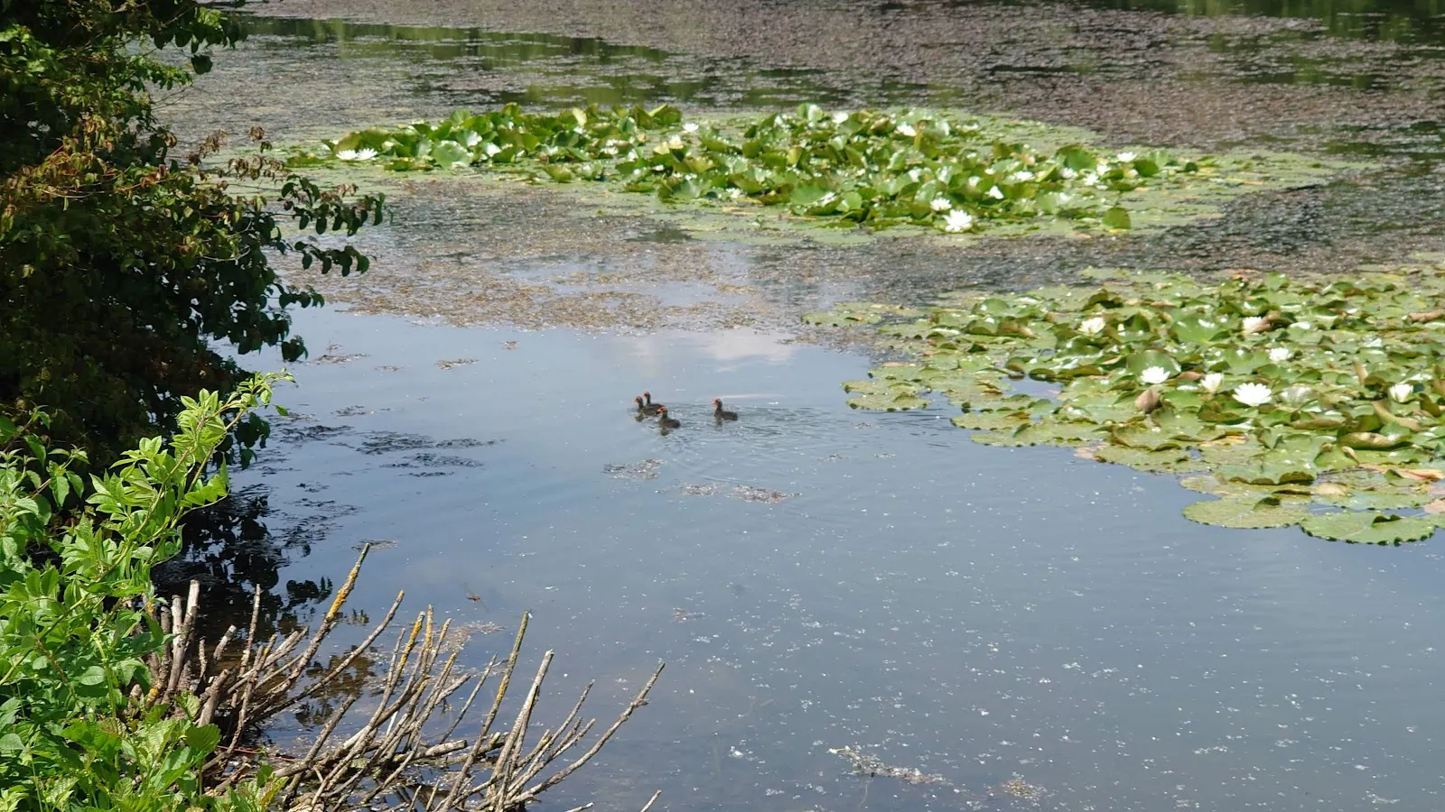 Вид на озеро Штеппах-Штаузее с зелеными берегами