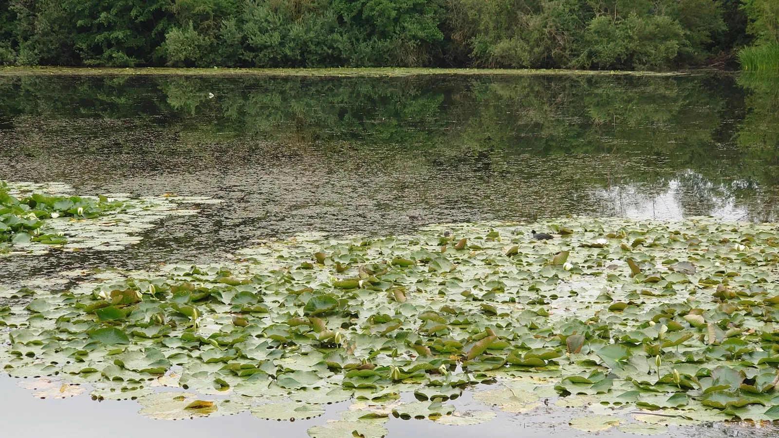 Вид на озеро Штеппах-Штаузее с зелеными берегами