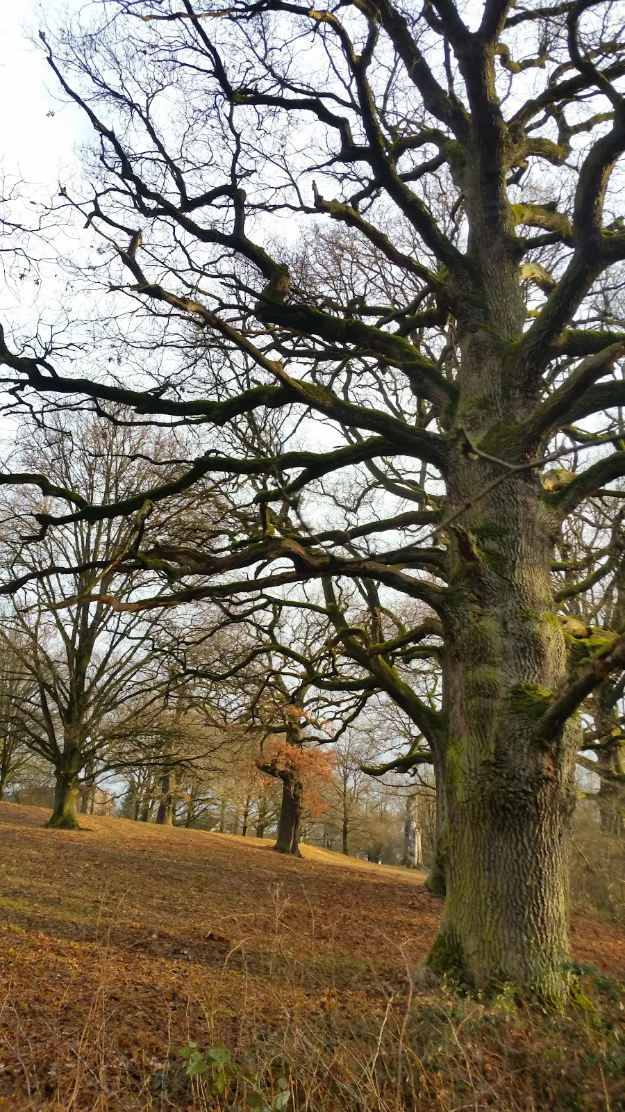 Штутгартер Айхенхайн