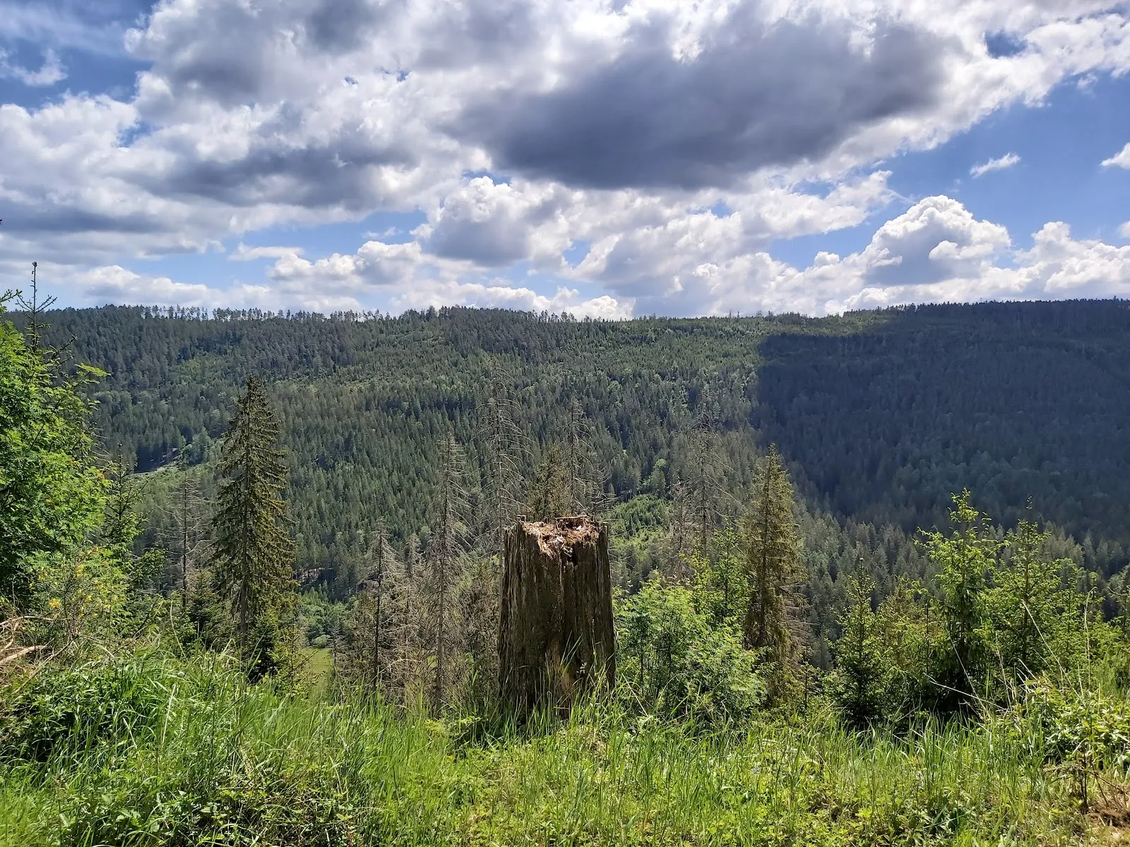 Живописный вид на лес в Шварцвальде