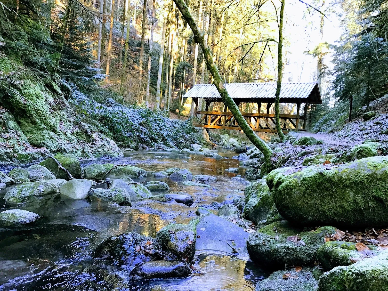 Живописный вид на лес в Шварцвальде